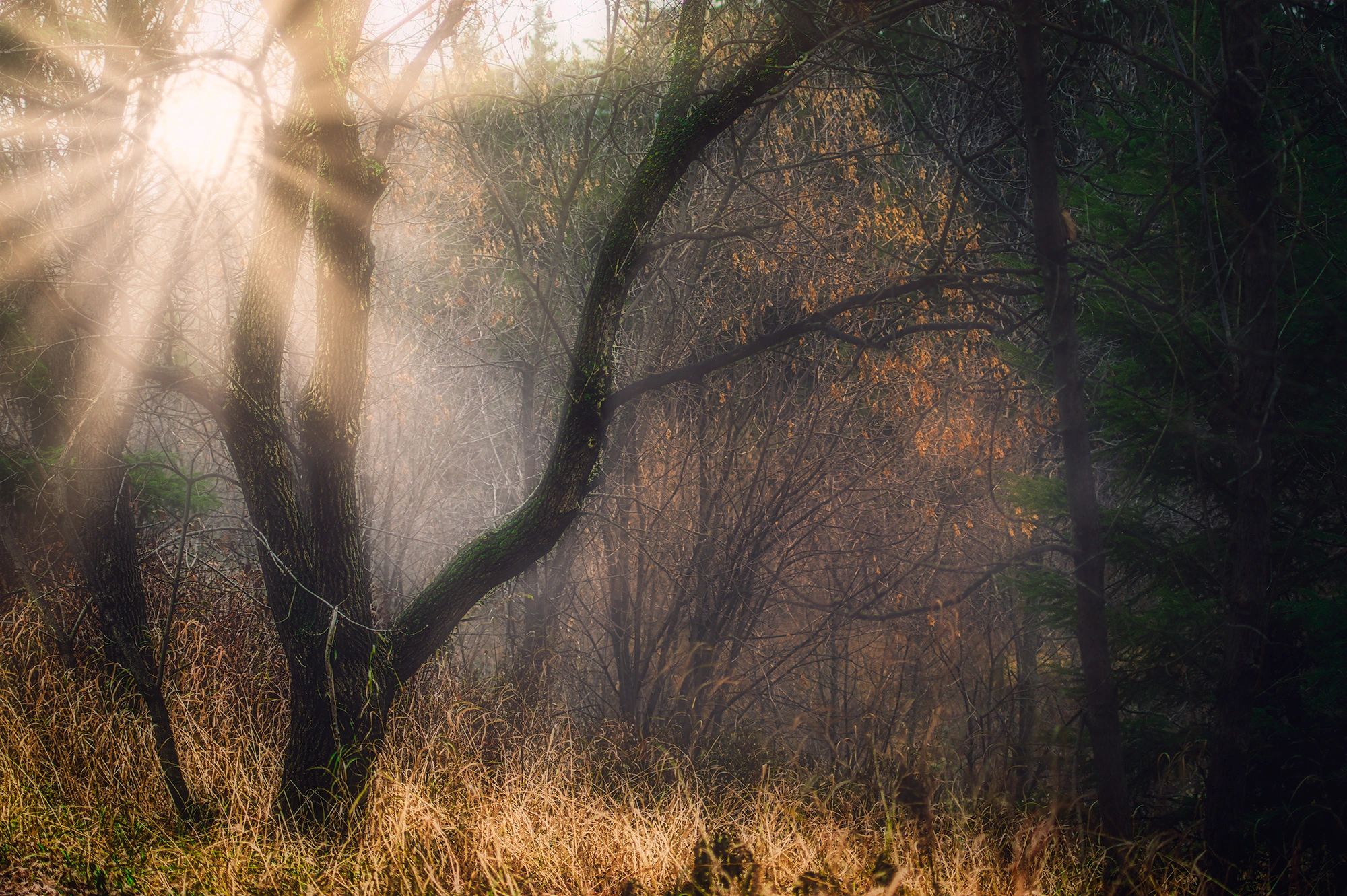 Fine Art photography of forest