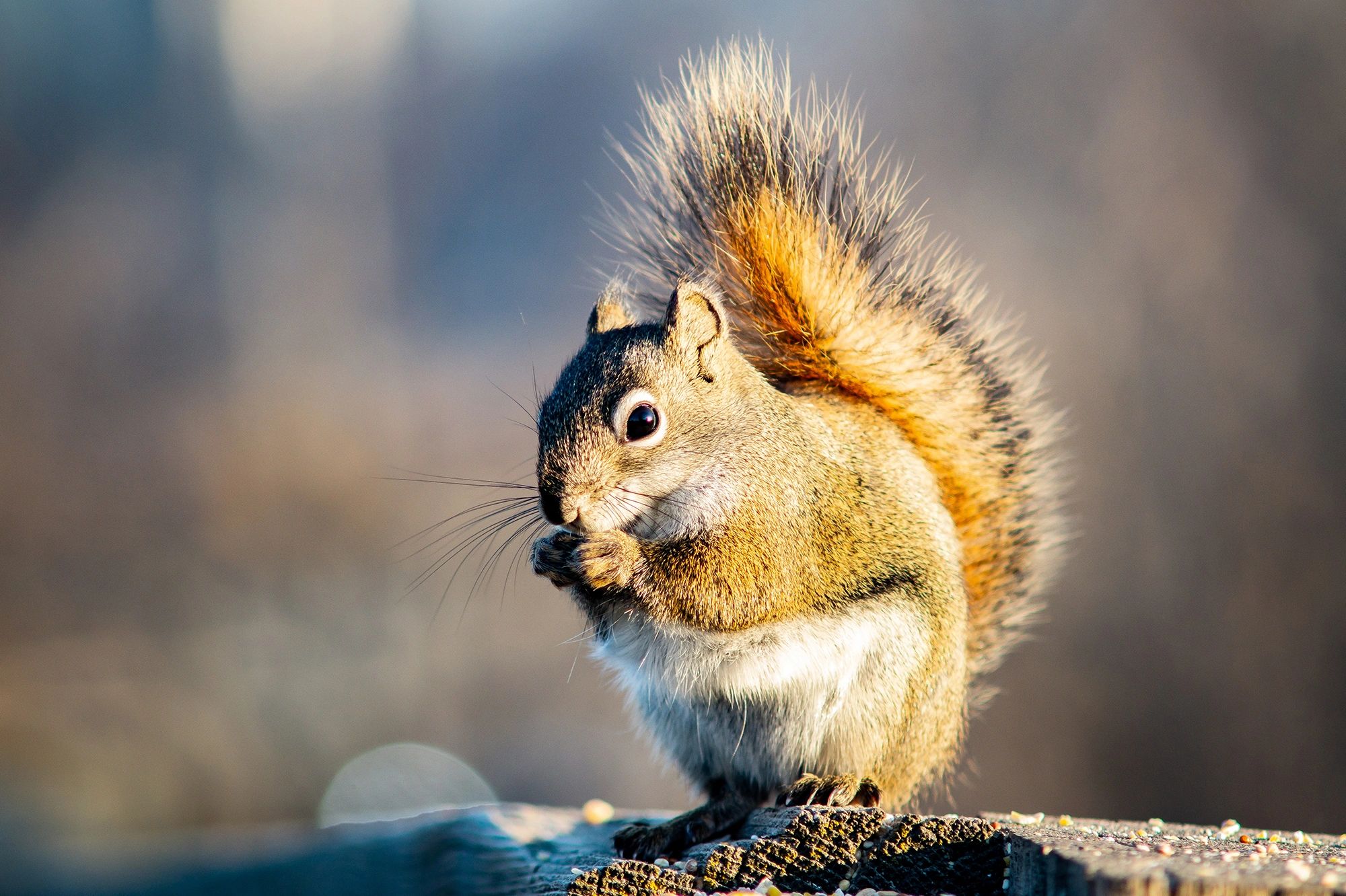 Squirrel in Edmonton River Valley Park