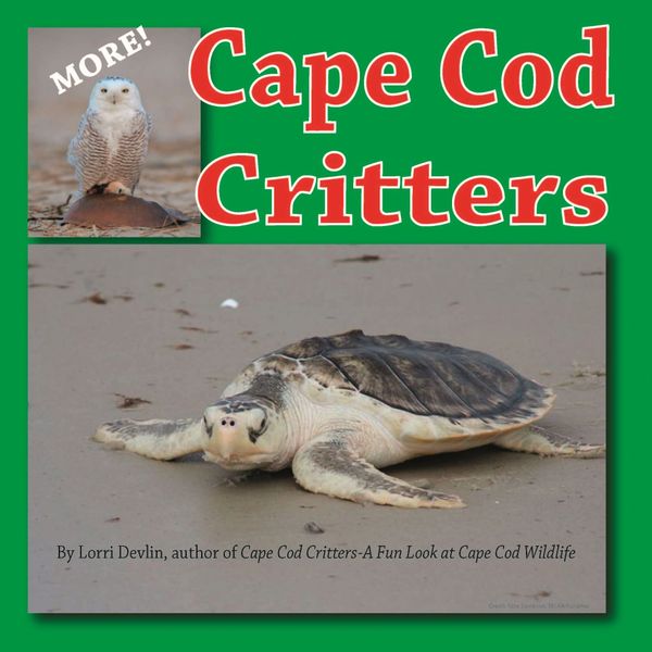 MORE Cape Cod Critters book cover