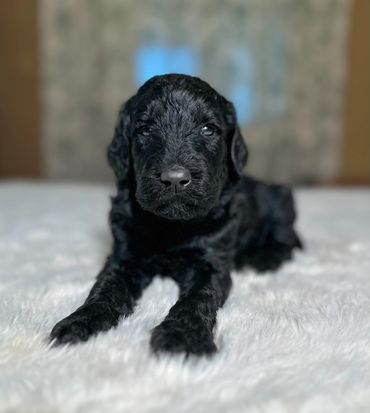 Goldendoodle puppy golden doodle