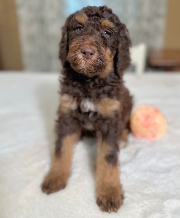 Goldendoodle golden doodle puppy