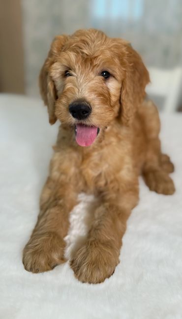 Goldendoodle puppy golden doodle