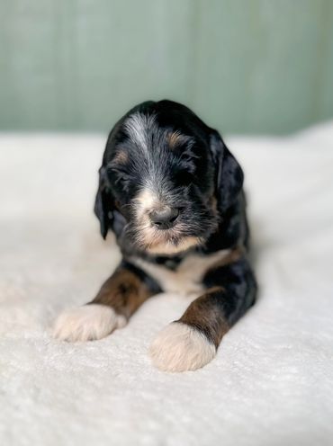 Male Golden Bernedoodle aka Golden Mountain Doodle Puppy