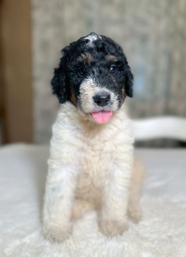 Golden Mountain Doodle aka Golden Bernedoodle