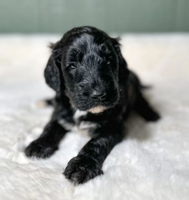 Goldendoodle puppy golden doodle