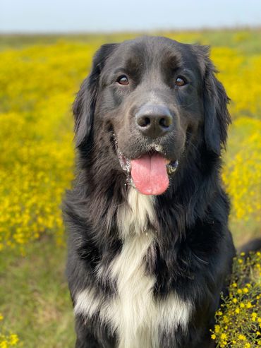 Golden Mountain Dog sitting in flowers