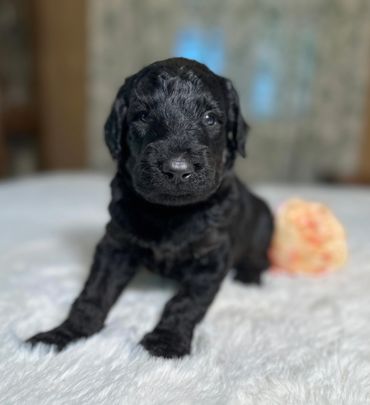 Goldendoodle puppy golden doodle