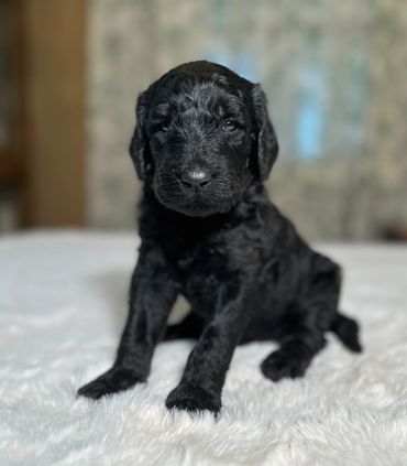 Goldendoodle puppy golden doodle