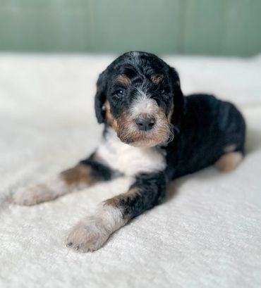 Male Golden Bernedoodle aka Golden Mountain Doodle Puppy