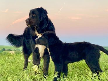 Golden Mountain Dog