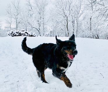 Golden Mountain Dog running in the snow