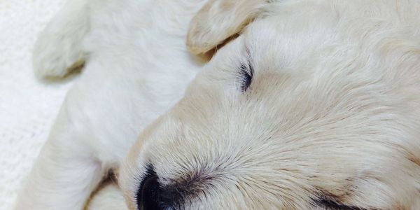 Goldendoodle puppy sleeping