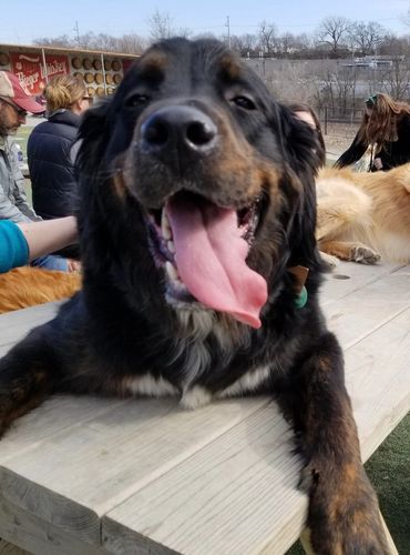 Golden Mountain Dog