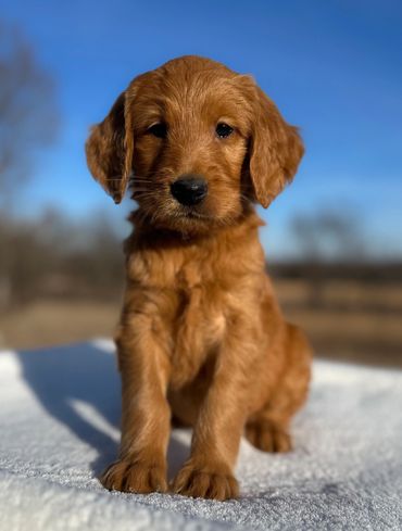Goldendoodle puppy golden doodle