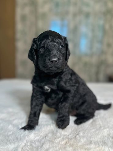 Goldendoodle puppy golden doodle