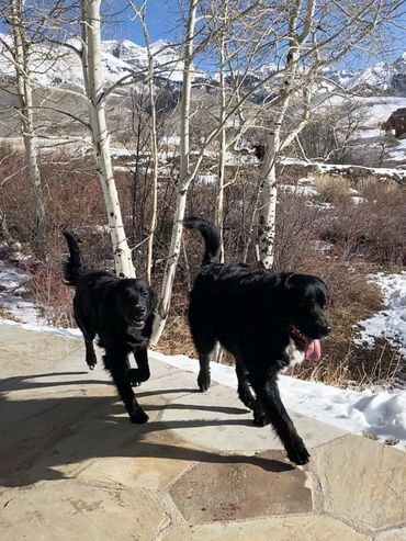 Golden Mountain Dogs