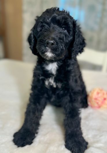 Golden mountain doodle golden bernedoodle puppy