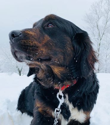 Golden Mountain Dog