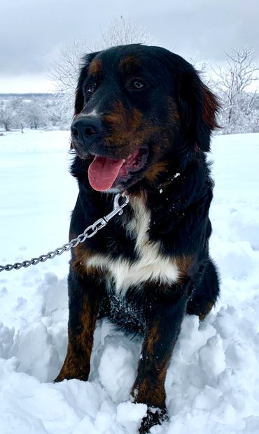 Golden Mountain Dog sitting in the snow