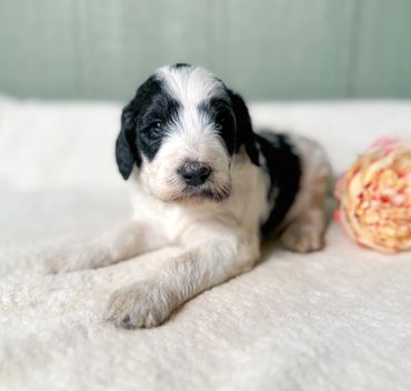 Golden Bernedoodle aka Golden Mountain Doodle puppy