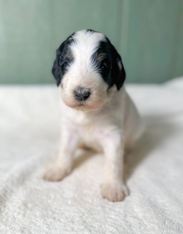 Male Golden Bernedoodle aka Golden Mountain Doodle Puppy