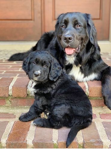 Golden Mountain Dog brothers