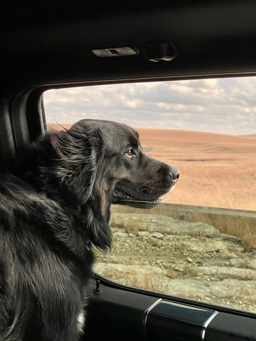Golden Mountain Dog