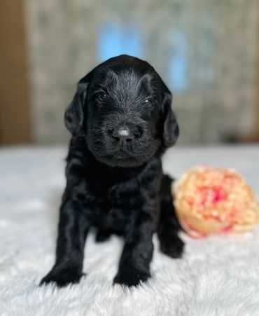 Goldendoodle puppy golden doodle