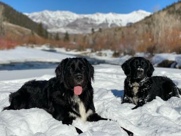 Golden Mountain Dogs sitting in the snow