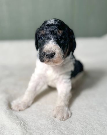 Male Golden Bernedoodle aka Golden Mountain Doodle Puppy