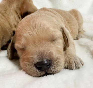 Golden doodle puppy Goldendoodles