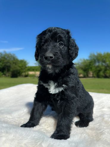 Golden Mountain Doodle aka Golden Bernedoodle Puppy