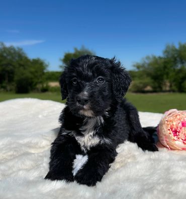 Golden Mountain Doodle aka Golden Bernedoodle Puppy