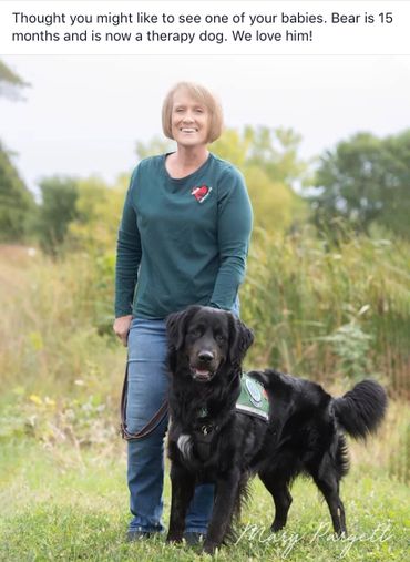 Golden Mountain Dog service dog