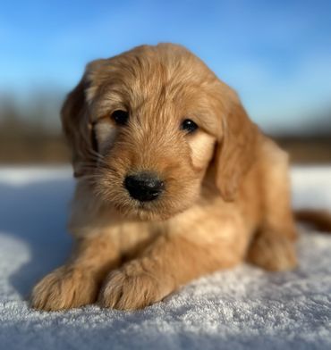Goldendoodle puppy golden doodle