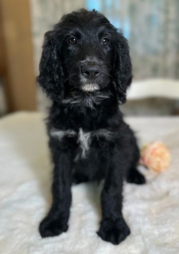 Golden mountain doodle aka golden bernedoodle puppy