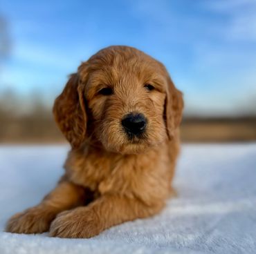 Goldendoodle puppy golden doodle