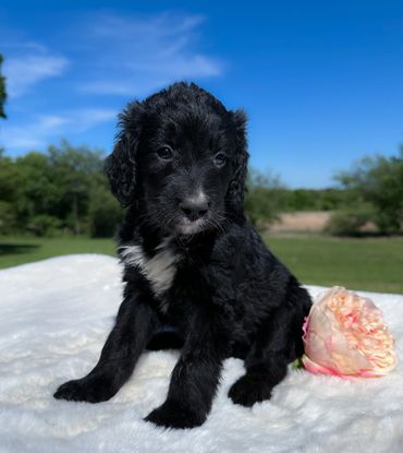 Golden Mountain Doodle aka Golden Bernedoodle Puppy