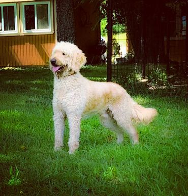 F1 Male Goldendoodle