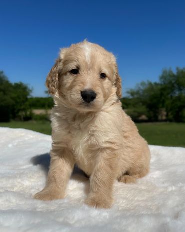 Golden Mountain Doodle aka Golden Bernedoodle