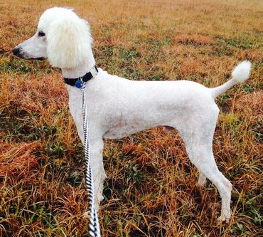 Standard poodle