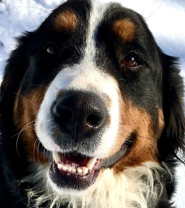 Bernese mountain dog