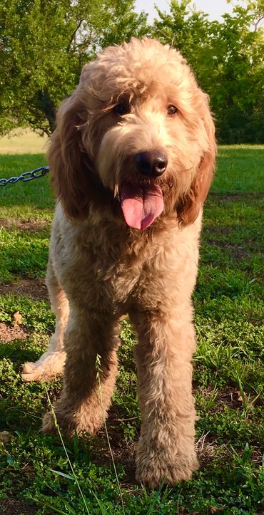 Female goldendoodle
