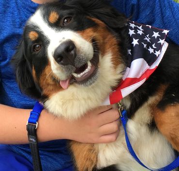 Bernese mountain dog