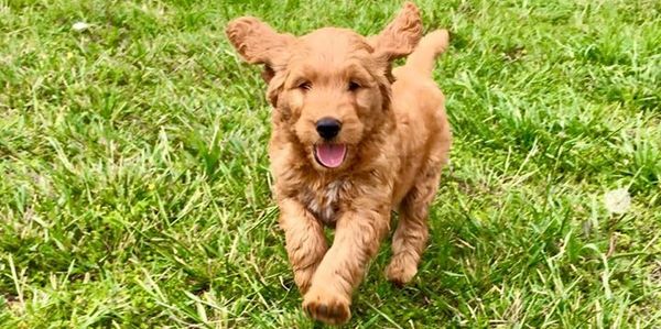 Goldendoodle running