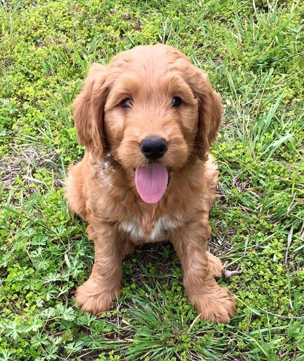 Golden Ridge Goldens Goldendoodle, Puppies, Golden Retriever