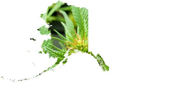 Alaska Marijuana/Weed/Cannabis