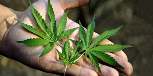 Marijuana/Weed/Cannabis in hand