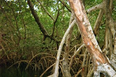 Mangroves in a river in Senegal.