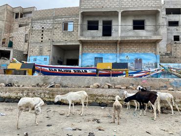 Goats along an urban beach in Dakar, Senegal.